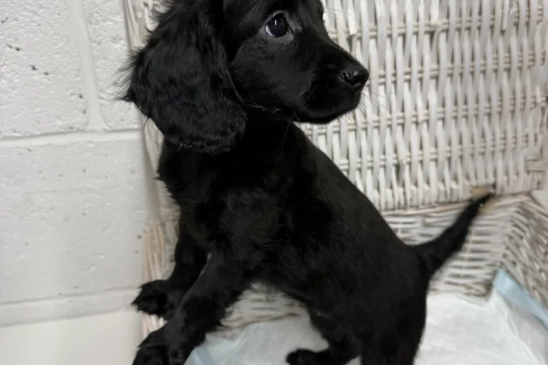 Cockapoo