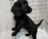 Cockapoo