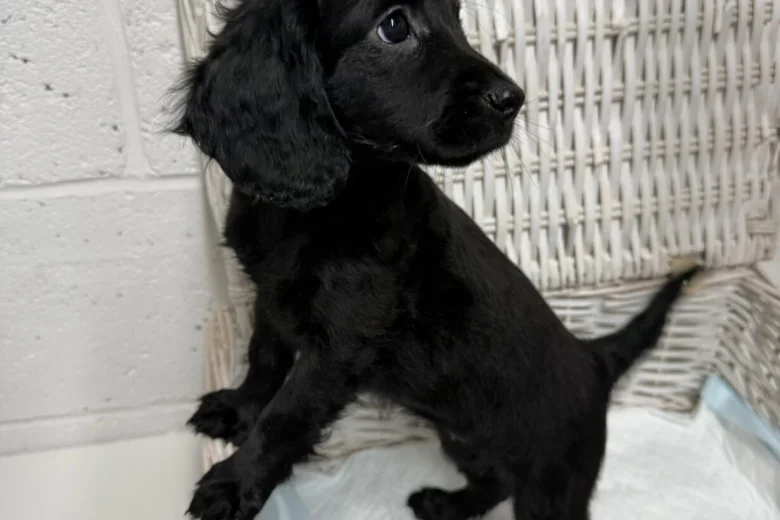 Cockapoo