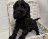 Cockapoo