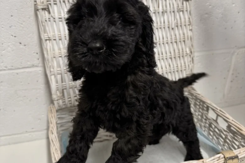 Cockapoo
