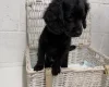 Cockapoo