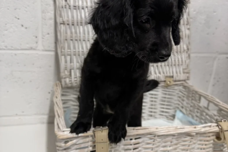 Cockapoo