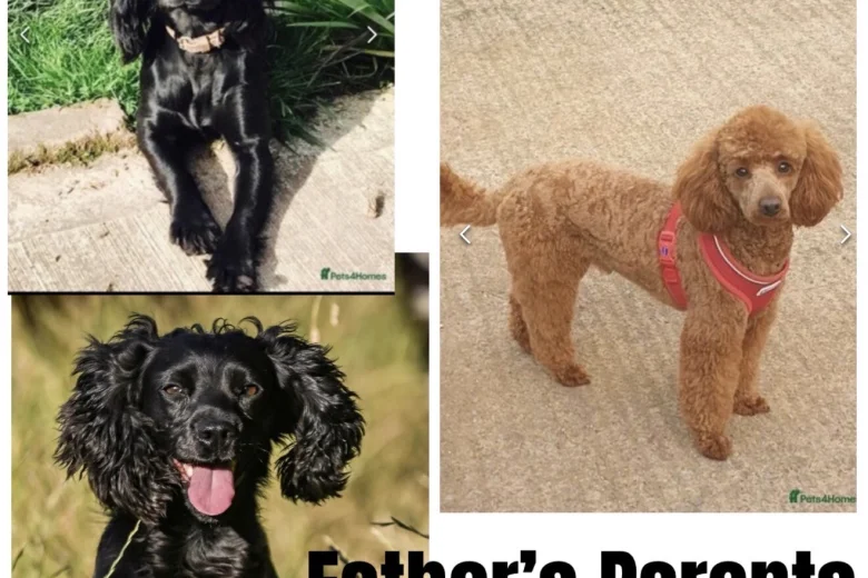 Cockapoo