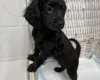 Cockapoo