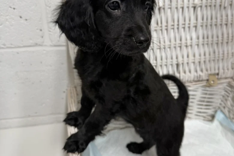 Cockapoo