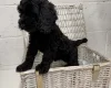 Cockapoo