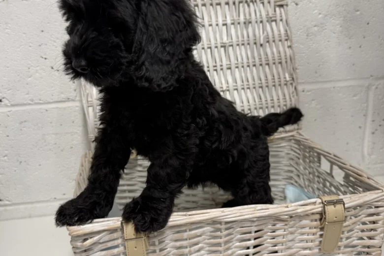 Cockapoo