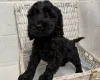 Cockapoo
