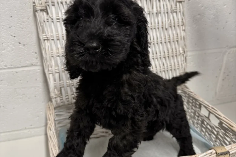 Cockapoo