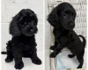 Cockapoo