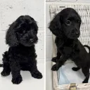 Cockapoo