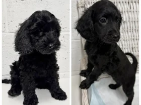 Cockapoo