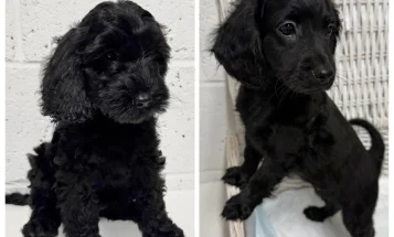 Cockapoo