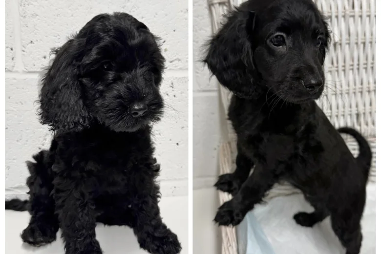 Cockapoo