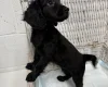 Cockapoo