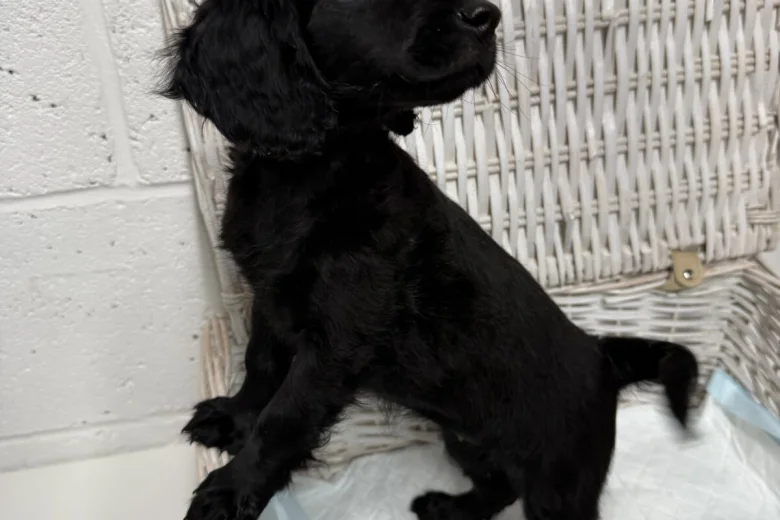 Cockapoo
