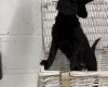 Cockapoo