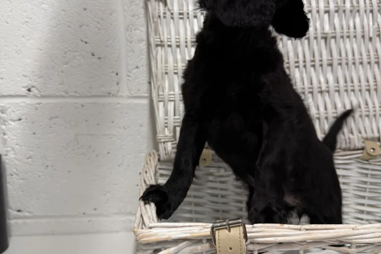 Cockapoo