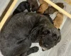 Cockapoo