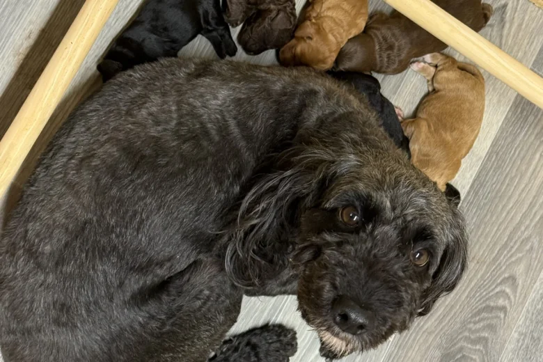 Cockapoo