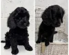 Cockapoo