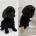 Cockapoo