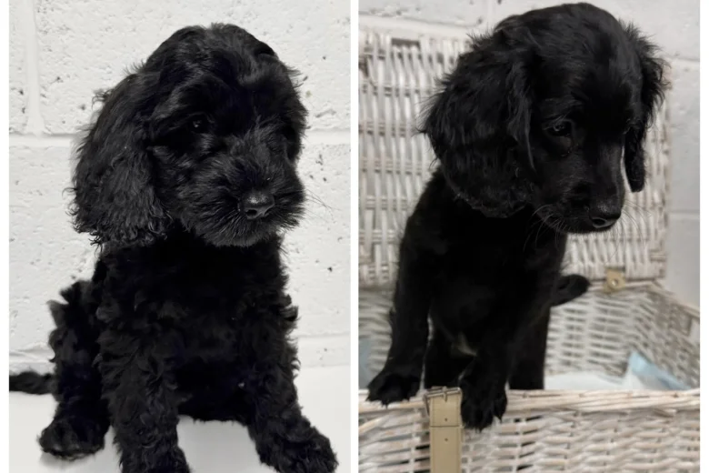 Cockapoo