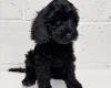 Cockapoo