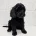 Cockapoo