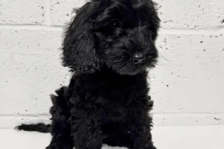 Cockapoo