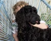Cockapoo