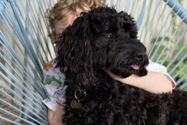 Cockapoo