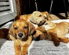 Dachshund (Smooth Haired)