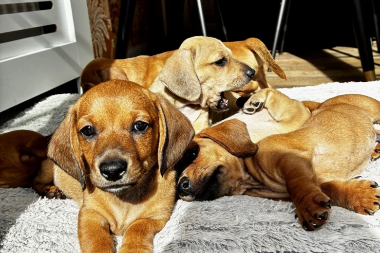 Dachshund (Smooth Haired)