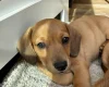 Dachshund (Smooth Haired)