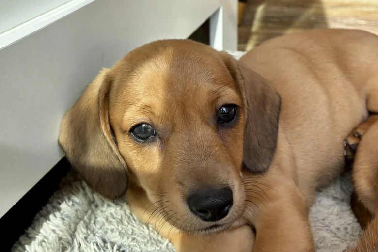 Dachshund (Smooth Haired)