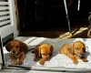 Dachshund (Smooth Haired)