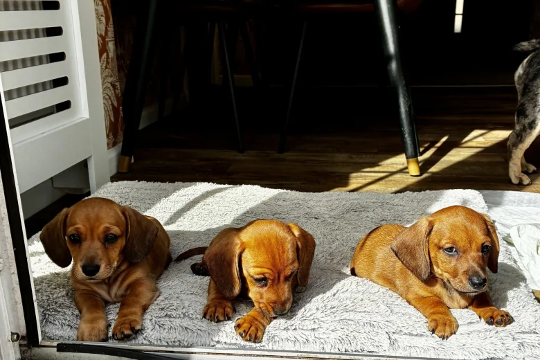 Dachshund (Smooth Haired)