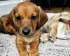 Dachshund (Smooth Haired)