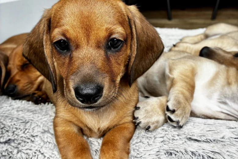 Dachshund (Smooth Haired)