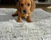 Dachshund (Smooth Haired)
