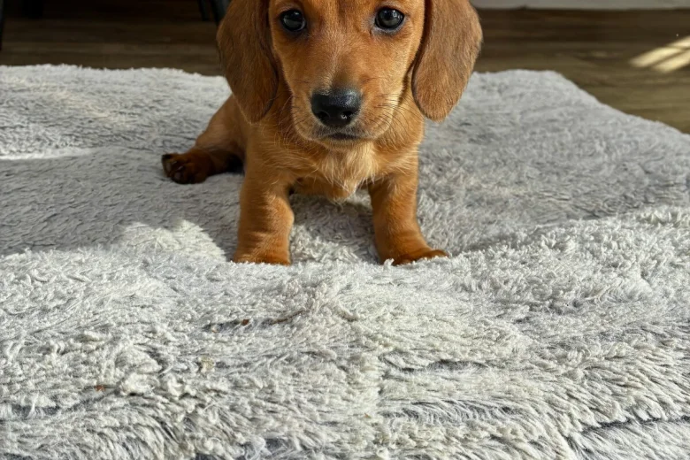 Dachshund (Smooth Haired)