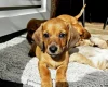 Dachshund (Smooth Haired)
