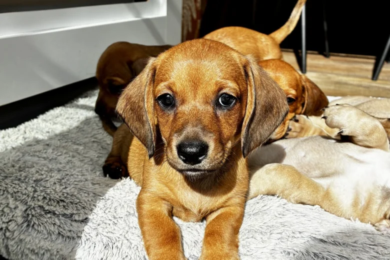 Dachshund (Smooth Haired)