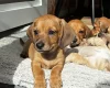 Dachshund (Smooth Haired)