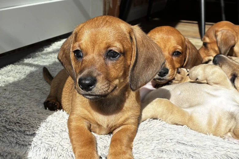 Dachshund (Smooth Haired)