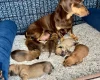 Dachshund (Smooth Haired)