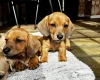 Dachshund (Smooth Haired)