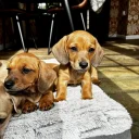 Dachshund (Smooth Haired)